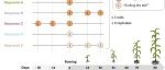 根际促生菌|  Biology and Fertility of Soils：播种前重复接种荧光假单胞菌促进玉米生长