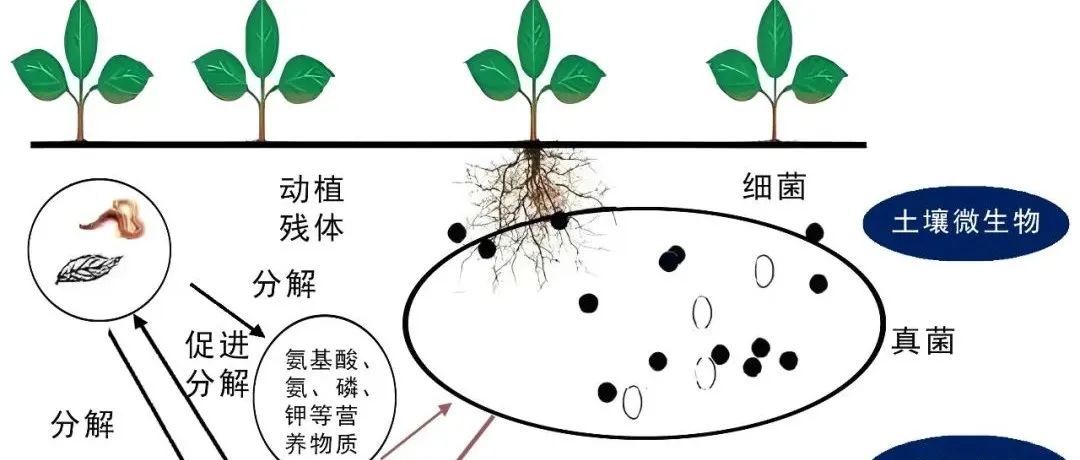 关于土壤酶活的分类与测定方法分析