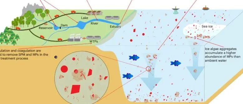 英国南极调查局British Antarctica Survey吴楠Nature Water：哪些微塑料能搭上絮凝体的便车？