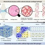 湖南大学王建锋教授 Macromolecules：高阶双网络水凝胶