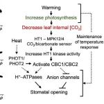 【文献解读】加州大学Schroeder团队揭示植物气孔通过感知二氧化碳浓度响应温度变化的机制