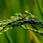 连发两篇！海南大学“国家杰青”团队副教授第一作者在植物学顶级期刊（IF=17.1）发表论文