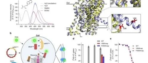 Nat.Commun.|荧光非天然氨基酸为深入研究人血清素转运蛋白提供了新方法