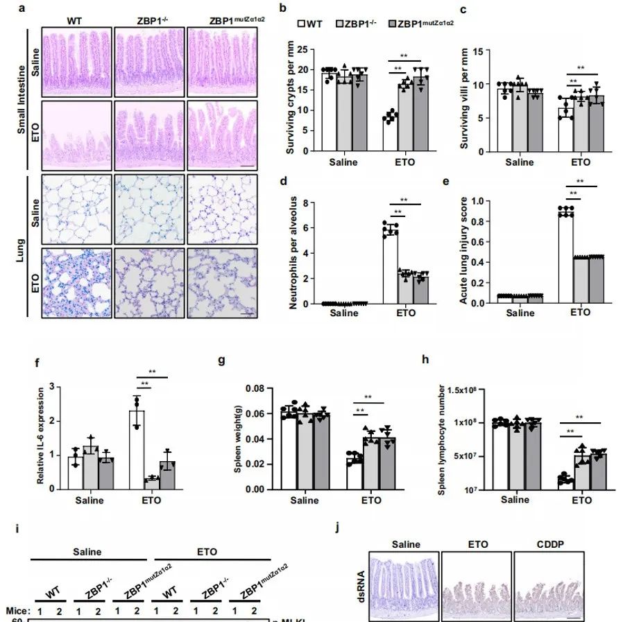 Cell Death Dis | 同济大学蔡振宇揭示ZBP1在DNA损伤中触发PANoptosis并导致化疗的毒性副作用