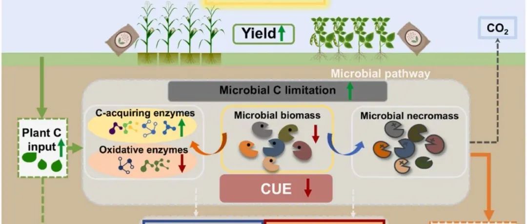 黑土有机质分解丨AGR ECOSYST ENVIRON：长期施用氮肥可加速易分解生物分子的分解并保留难分解的化合物