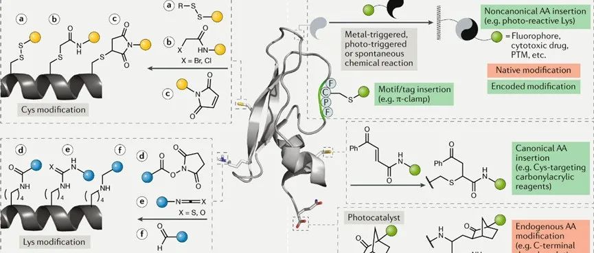 Nat. Rev. Chem┃位点选择性蛋白质修饰的当代方法