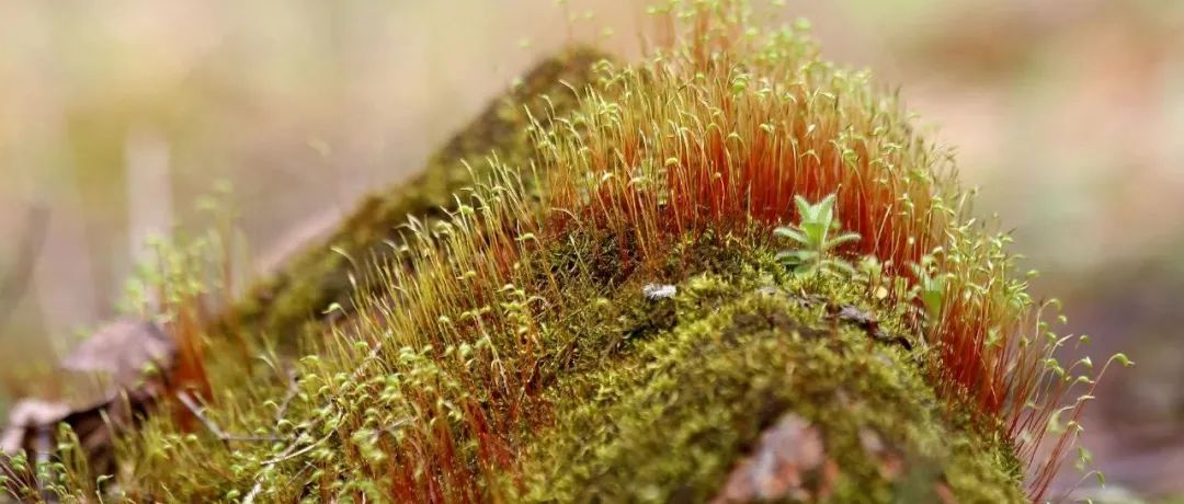 东北师范大学生命科学学院寇瑾团队揭示苔藓植物对煤矿区重金属污染的适应性策略