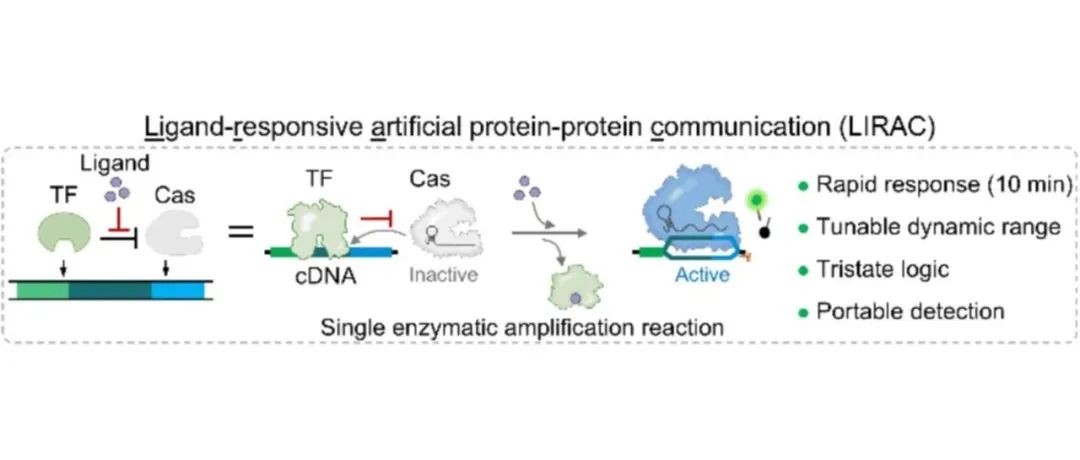 课题组发展配体响应的人工蛋白质-蛋白质通讯系统构建用于现场可部署的无细胞生物传感系统