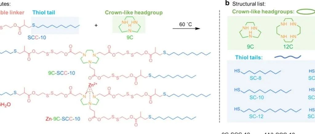 【J. Am. Chem. Soc.】冠状可降解脂质实现肺部选择性mRNA递送及体内肿瘤双模态成像