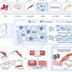 南京大学李承辉、南京儿童医院郑朋飞团队 NSR：一种可用于治疗大体积肌肉缺失的柔软且超强韧多功能人工肌肉