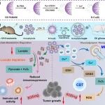 东华大学沈明武研究员/史向阳教授团队 AFM：树状大分子-Cu(II)复合物介导酶递送用于乳酸耗竭增强型白血病和胶质瘤的联合治疗