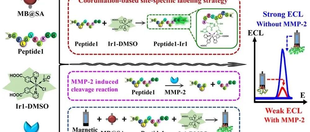 AC.基于配位的位点特异性标记策略用于基质金属蛋白酶2的电化学发光生物传感