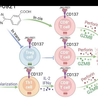 Sci Adv | 暨南大学陈良教授课题组报道首个CD137小分子激动剂JNU-0921用于肿瘤免疫治疗