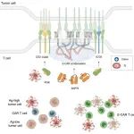 Immunity | 中国科学院分子细胞科学卓越创新中心许琛琦组合作开展可相分离E-CAR免疫受体的理性设计与应用