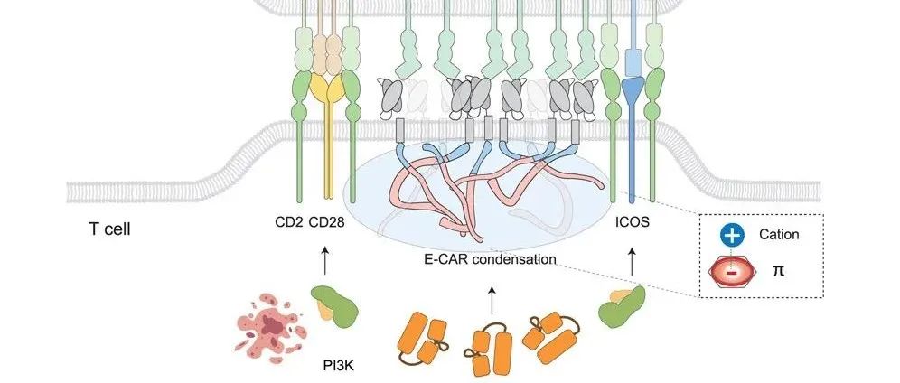 【科技前沿】Immunity｜许琛琦/王皞鹏团队设计可相分离E-CAR免疫受体，提高CAR-T细胞免疫力