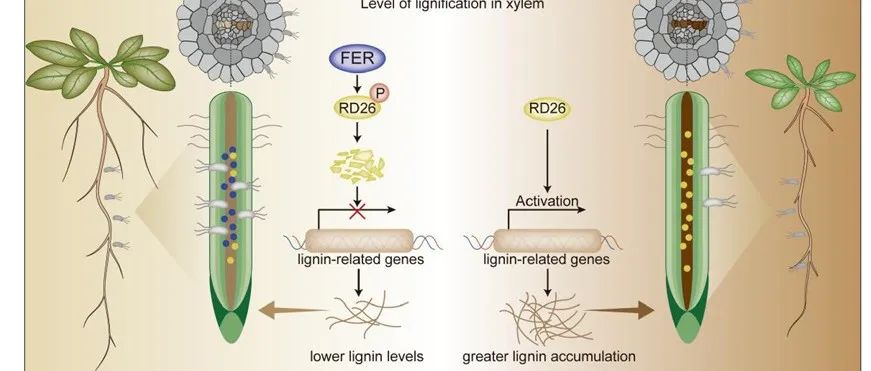 文献分享 | FERONIA-RD26模块特异性地介导维管束对青枯菌的抗性