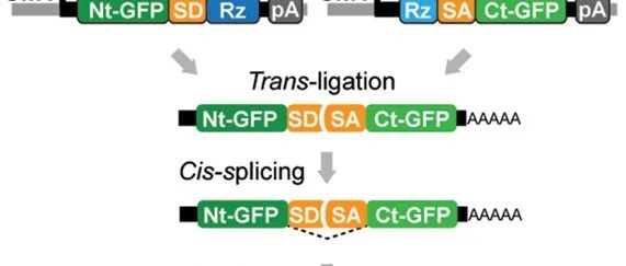 &#8203;Science | 利用核酶介导的 mRNA 反式连接实现大片段基因的表达