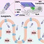 JACS：DNA纳米贴片特异性修饰的益生菌用于超声触发的炎症性肠病治疗