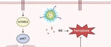 Cell.chem.biol|利用PD-L1靶向抗体纳米凝胶偶联物治疗诱导肿瘤铁死亡