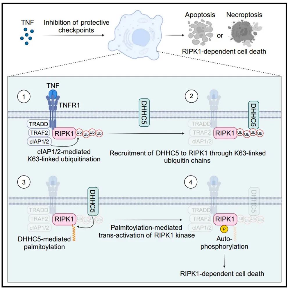 Mol Cell丨中科院许代超/华中科技大顾劲扬团队揭示TNF 通路中 RIPK1 激酶活性和细胞毒性的棕榈酰化作用机制