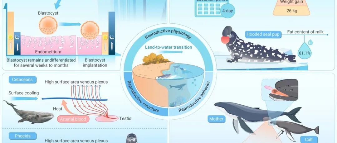 The Innovation Life︱从陆地到海洋：海洋哺乳动物繁殖策略的独特演化