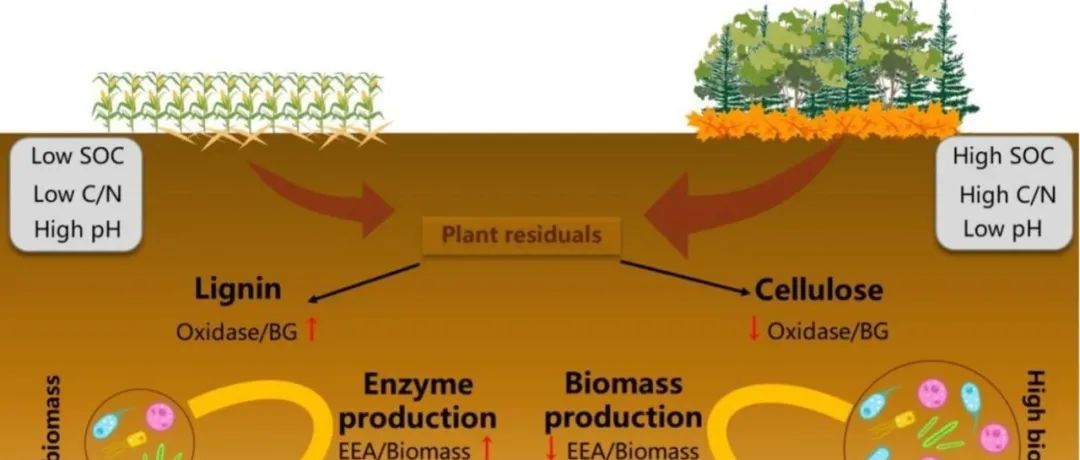 酶化学计量丨APPL SOIL ECOL：生态型通过微生物资源分配塑造细胞外酶的化学计量学特性