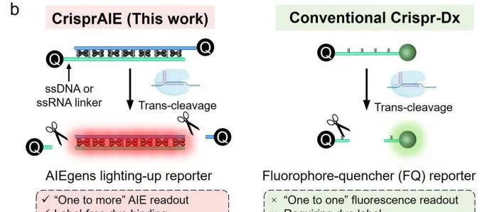 利用聚集诱导发光的发光体实现CRISPR/Cas介导的一对多点亮核酸检测