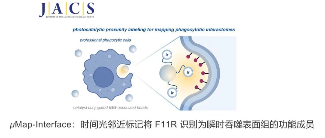 JACS | μMap-Interface：时间光邻近标记将 F11R 识别为瞬时吞噬表面组的功能成员