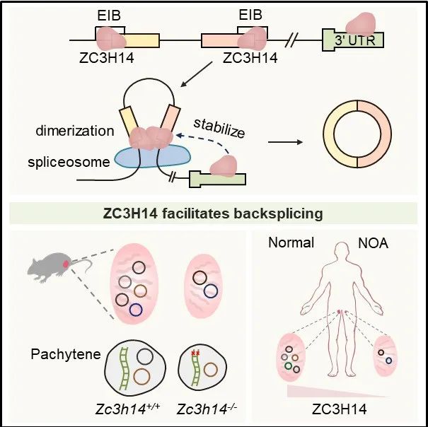 Molecular Cell | 中国科大单革课题组发现ZC3H14蛋白促进反向剪接的新机制