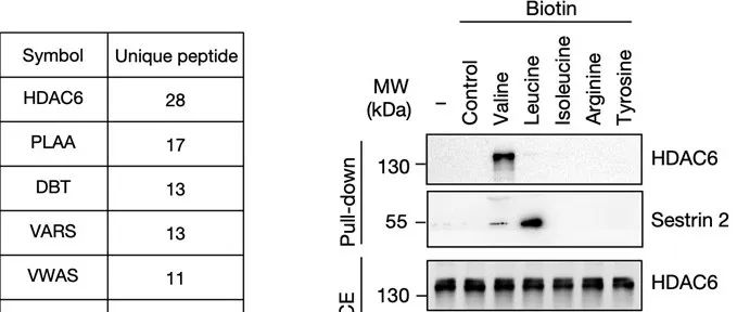 Nature | HDCA6响应缬氨酸水平并调节DNA损伤