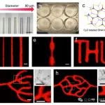 突破微血管制造极限：DNA生物润滑剂助力3D打印新技术