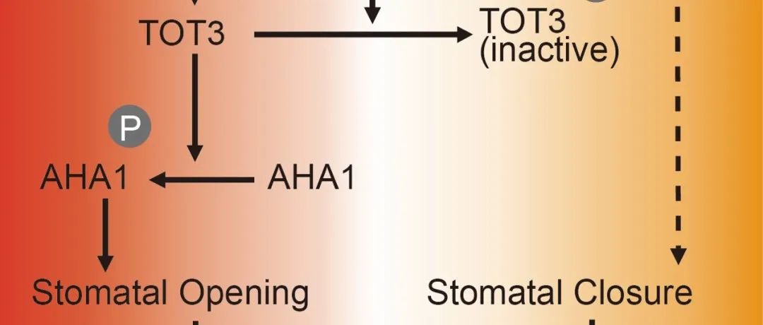 【文献解读】根特大学Ive De Smet研究组揭示TOT3介导植物气孔运动以响应高温和干旱胁迫
