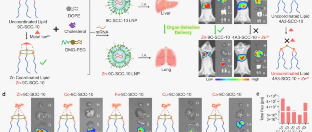 JACS|冠状可生物降解脂质实现肺部选择性mRNA传递和体内双模式肿瘤成像