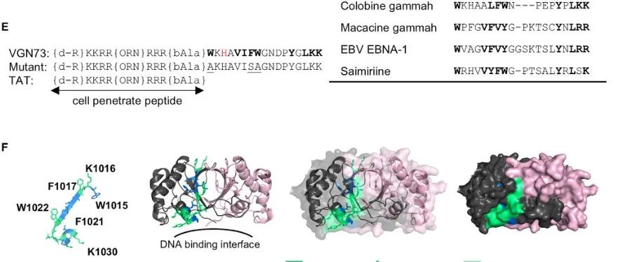 Cell Chem. Biol. | LANA 肽通过诱导 CHD4 蛋白切割来抑制肿瘤生长并触发细胞死亡