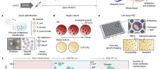 文献分享 | Nature | 无需血液培养的超快速药敏试验