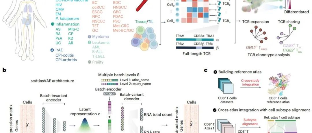 Nature子刊丨浙江大学鲁林荣等开发了一个用于整合大规模单细胞RNA测序数据和跨图谱比较的深度学习模型！