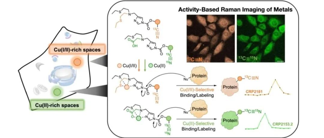 文献分享| J. Am. Chem. Soc.：一种基于活动的传感方法，通过受激拉曼散射对不稳定的铜矿池进行多重成像