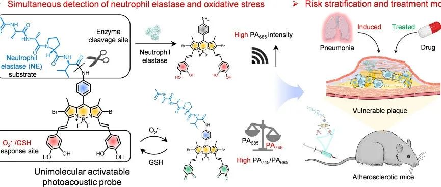 文献分享 |Angew. Chem. Int. Ed.| 使用单分子光声探针同时对中性粒细胞弹性蛋白酶和氧化应激进行体内成像