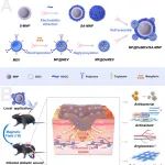 华科大牛冉/陈振兵/杨小凡 Adv. Sci.：糖工程化外泌体杂化纳米机器人增强细胞和组织渗透促进糖尿病伤口修复