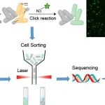 EST | 朱永官院士团队在高通量荧光法解析环境活性耐药微生物研究中取得进展