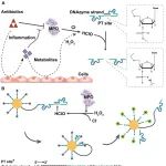 中国科学院生态环境研究中心彭汉勇团队EST｜DNAzyme纳米机器原位成像抗生素诱导细胞炎症效应