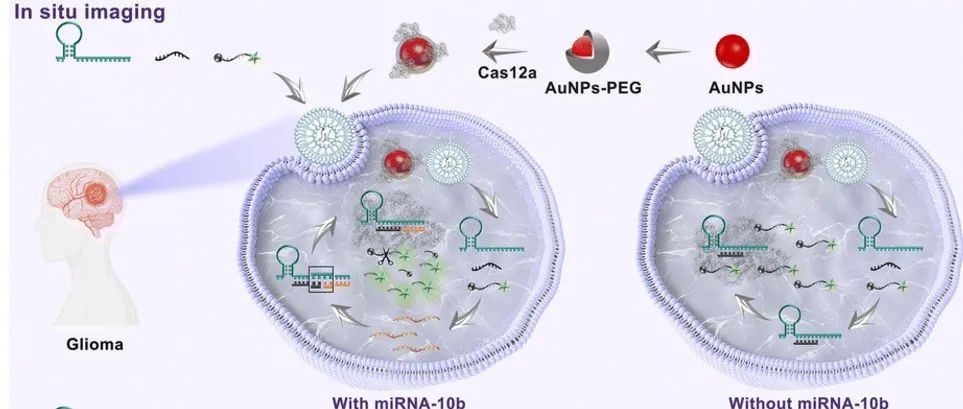 利用基于片段互补激活策略的CRISPR/ Cas12a系统进行无扩增 miRNA检测