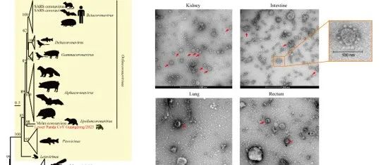 惊人新发现，颠覆以往认知！小熊猫体内发现一种独特的双节段冠状病毒：可能对动物和人类健康构成风险