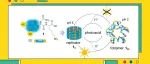 J. Am. Chem. Soc.：光介导的折叠体与自我复制分子之间的相互转换