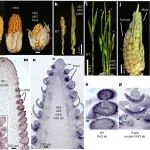 Nature Genetics||中国农业大学教授以通作和共一作者解析玉米驯化新基因tsh4调控株型穗型发育机制