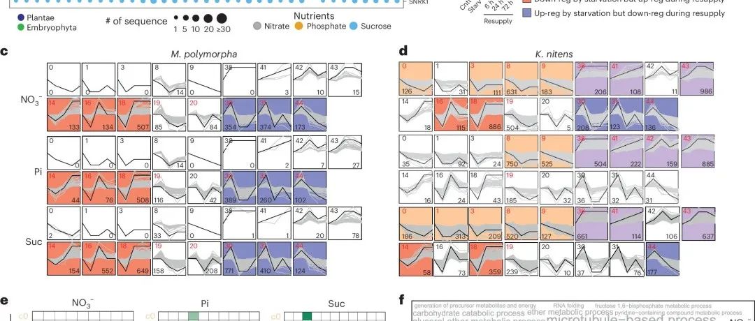 文献分享 | 植物基因调控网络在陆地化过程中营养响应中的协同选择