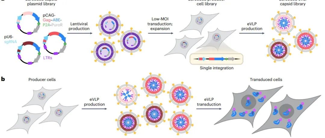 Nat. Biotechnol. | 工程类病毒颗粒的定向进化提高类病毒产量和转导效率