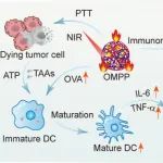 ACS Nano：两亲性聚氨基酸纳米佐剂可递送生物矿化卵清蛋白以实现光热增强的免疫治疗