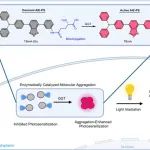 Nat. Commun.｜酶催化的分子聚集