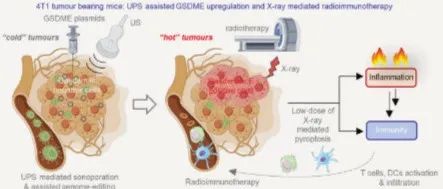 T细胞激发的声穿孔系统通过恢复Gasdermin-E表达增强低剂量X射线介导的焦亡和放射免疫治疗功效